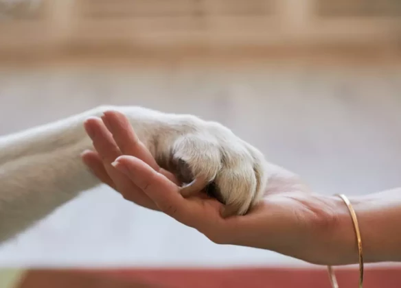 Pourquoi choisir Anima&Lys ?